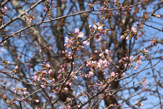 sakura2.jpg
